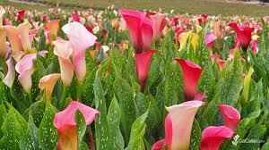 June Bloom Calla Lily Flower Fields Calcallas Com Calla Lily Lily Flower Flower Field