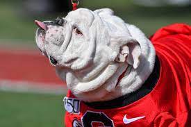 Our Best Photos Of Georgia Bulldog Mascot Uga