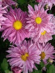 Mum Tenderness Bluestone Perennials Chrysanthemum Chrysanthemum Plant Perennials