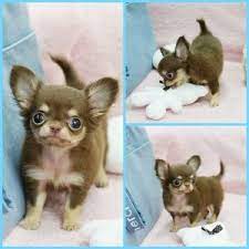 Chihuahua Cute Baby Animals Cute Chihuahua Chihuahua Puppies