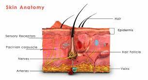 Your human skin microscope stock images are ready. Skin Anatomy Labelled Stock Illustration Illustration Of Science 41527291