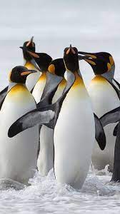 Best 21 King Penguin Pictures And Information Https Meowlogy Com 2018 04 12 21 King Penguin Pictures And Informat Penguins Penguin Pictures Animals Beautiful