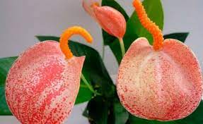 Flamingo Lily Anthurium Care And Cultivation In Room Condition