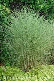 Miscanthus Morning Light Knoll Gardens Ornamental Grasses And Flowering Perennials Miscanthus Morning Light Ornamental Grasses Ornamental Grass Landscape