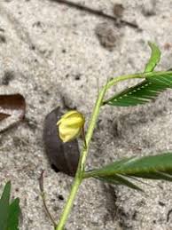 Image result for Chamaecrista mimosoides