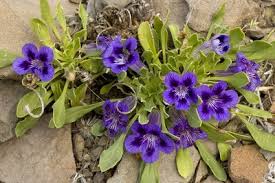 Image result for Aptosimum marlothii