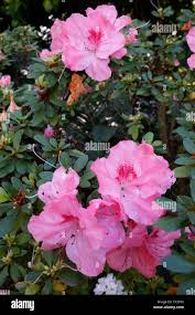 Image result for Rhododendron pulchrum