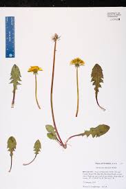 Image result for Taraxacum sp.