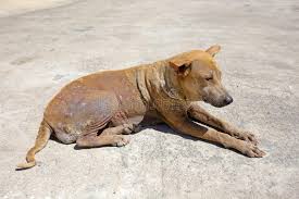About the breed this dog is loyal, obedient, sharp, and happy. 12 989 Dog Sad Stray Photos Free Royalty Free Stock Photos From Dreamstime