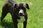 Why is the Pitbull Lab Mix (AKA Labrabull) Such a Great ...