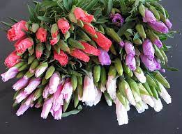 Godetia Flower Kingdom Best Flower Wallpaper