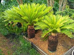 We did not find results for: Jual Jual Pohon Palem Sikas Berkualitas Berbagai Macam Jenis Jenis Tanaman Hias Di Lapak Mandiri Taman Tukang Taman Bukalapak