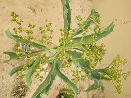 Image result for Cyphostemma abercornense