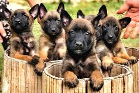 Sağlıklı bir belçika malinois 14 yıl kadar yaşayabilir. Belcika Malinois Ruhsatli Tabanca Yavrulari