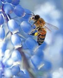 Birds Do It Bees Do It Movie Bild Konnte Enthalten Blume Pflanze Himmel Im Freien Und Natur Bee Keeping Bee Bee Art