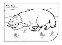 Badger Colouring In Picture Ichild Colouring Pages Color Badger