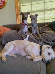 From stunning purebreds to unique designer breeds, our pupper selection includes various bloodlines, coat types, personalities, and colors. Nebraska Iowa Italian Greyhound Rescue Igrf Home Facebook