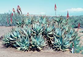 Image result for Aloe ribauensis
