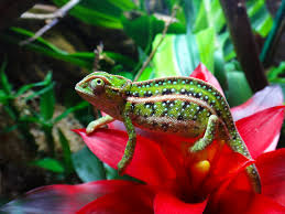 But i get what you are saying. Jewelled Chameleon Wikipedia