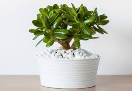 How To Use Jade Plants In Feng Shui Lovetoknow Jade Plants Feng Shui Plants Jade Succulent