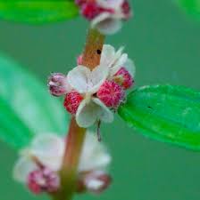 Image result for Pouzolzia parasitica