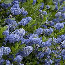 Partial shade to some sun; Grow A Year Round Wildlife Habitat Garden Zone 9 11