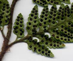 Image result for Rumohra adiantiformis