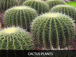 If you know, you know. Cactus Plants Cool Kid Facts
