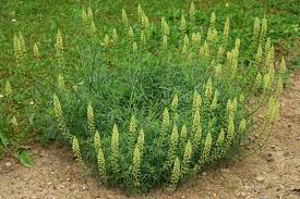 Reseda Lutea Rosmarin Pflanzen Rosmarin Trocknen Krauter