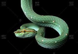 Viper, (family viperidae), any of more than 200 species of venomous snakes belonging to two groups: Vipers Snakes Stock Photos Offset
