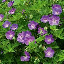 We did not find results for: Zone 6 Perennials White Flower Farm