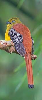 pin by karhi on passaros bird animals birds
