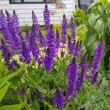 Yellow, orange, burgundy, cream, and. What To Plant With Purple Flowers Purple Flowers Garden Purple Flowering Plants Perennial Plants