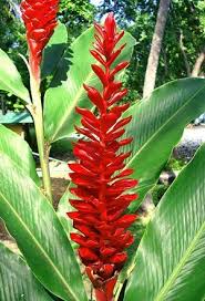 Tropische Gartenpflanzen Rot Roter Ingwer Alpinia Purpurata Tha Alpinia Gartenpflanzen Tropical Garden Plants Tropical Patio Tropical Landscaping