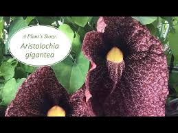 Image result for Aristolochia
