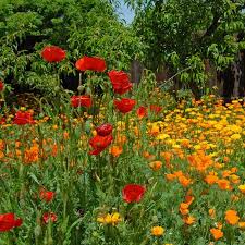 Pacific Northwest Pollinator Wildflower Seed Mix Wildflower Seeds Gardening For Beginners Easy Landscaping