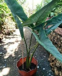 Alocasia) — род многолетних травянистых растений семейства ароидные (araceae). Alocasia Zebrina For Sale Picclick