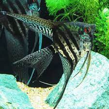 Select options select options details. Black Lace Angelfish Medium Aquatics To Your Door