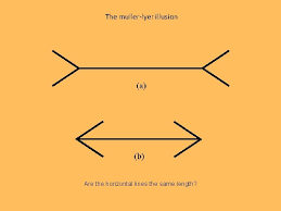 When viewers are asked to place a mark on the figure at the midpoint, they tend to place it more towards the tail end. Perception The Feel Of Cotton Wool Touch The