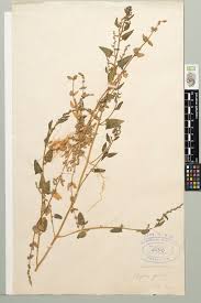 Image result for Atriplex patula