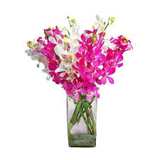 Jual biji benih bunga hias anggrek cymbidium orchid putih. Dar Kulayb Orkid Splendid Anggur Putih Dan Pink Penghantaran Bunga Dar Kulayb Bunga Dalam Talian Dar Kulayb