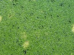 Image result for Lemna