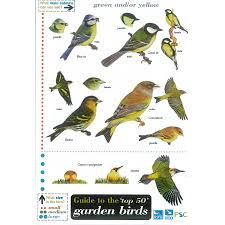 Field Guide Garden Birds