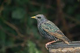 Common Starling (Sturnus vulgaris) - JungleDragon