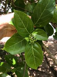 Image result for Premna velutina