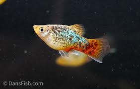 Image result for Platycaulos