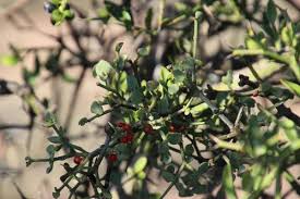 Image result for Viscum bagshawei