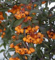 Image result for Pyracantha coccinea soleil d'or