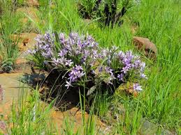 Image result for Xerophyta villosa