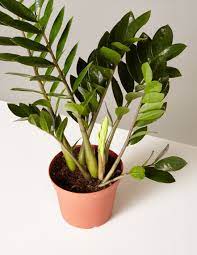 Indoor plants florida usa atchison exotics apopkafoliage.com bonsai, dwarf bonsai, dwarf plants, foliage plants, garden, indoor plants, nursery, nursery and garden centers, foliage. 11 Best Indoor Plants For Your Home In 2021 Air Purifying Plants